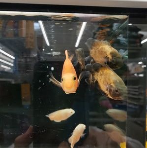 Meet your Posher, Cheryl